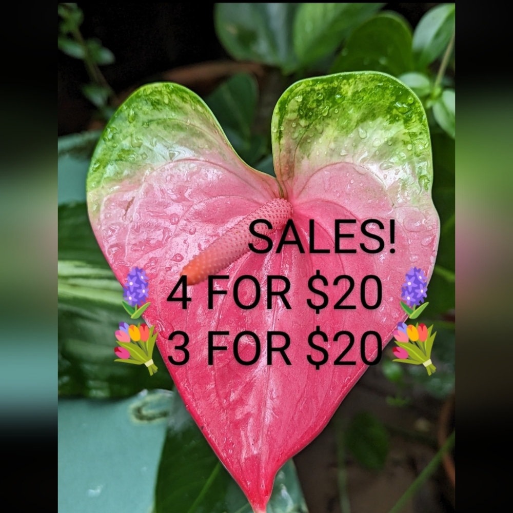 💐3 For $20💐